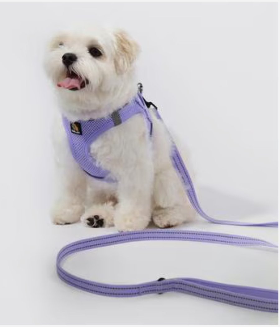 Harness & Leash Set